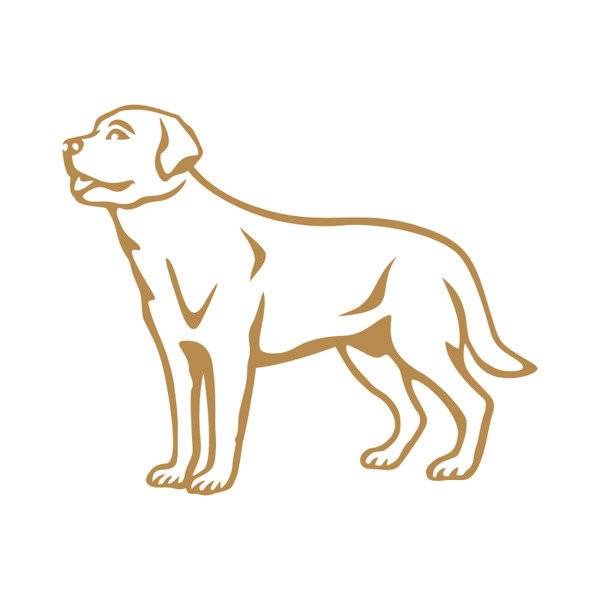 Labrador Retriever koszulka longsleeve brązowa